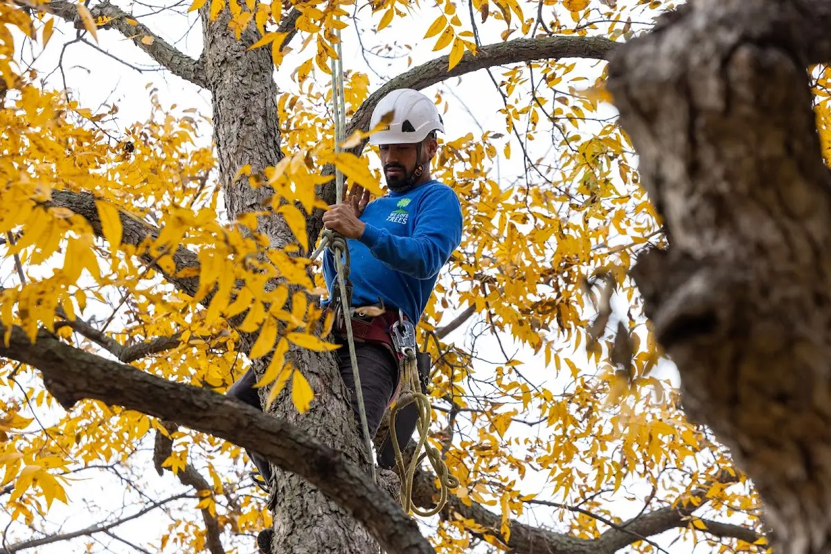 Skilled Tree Transplanting crew working in Corning